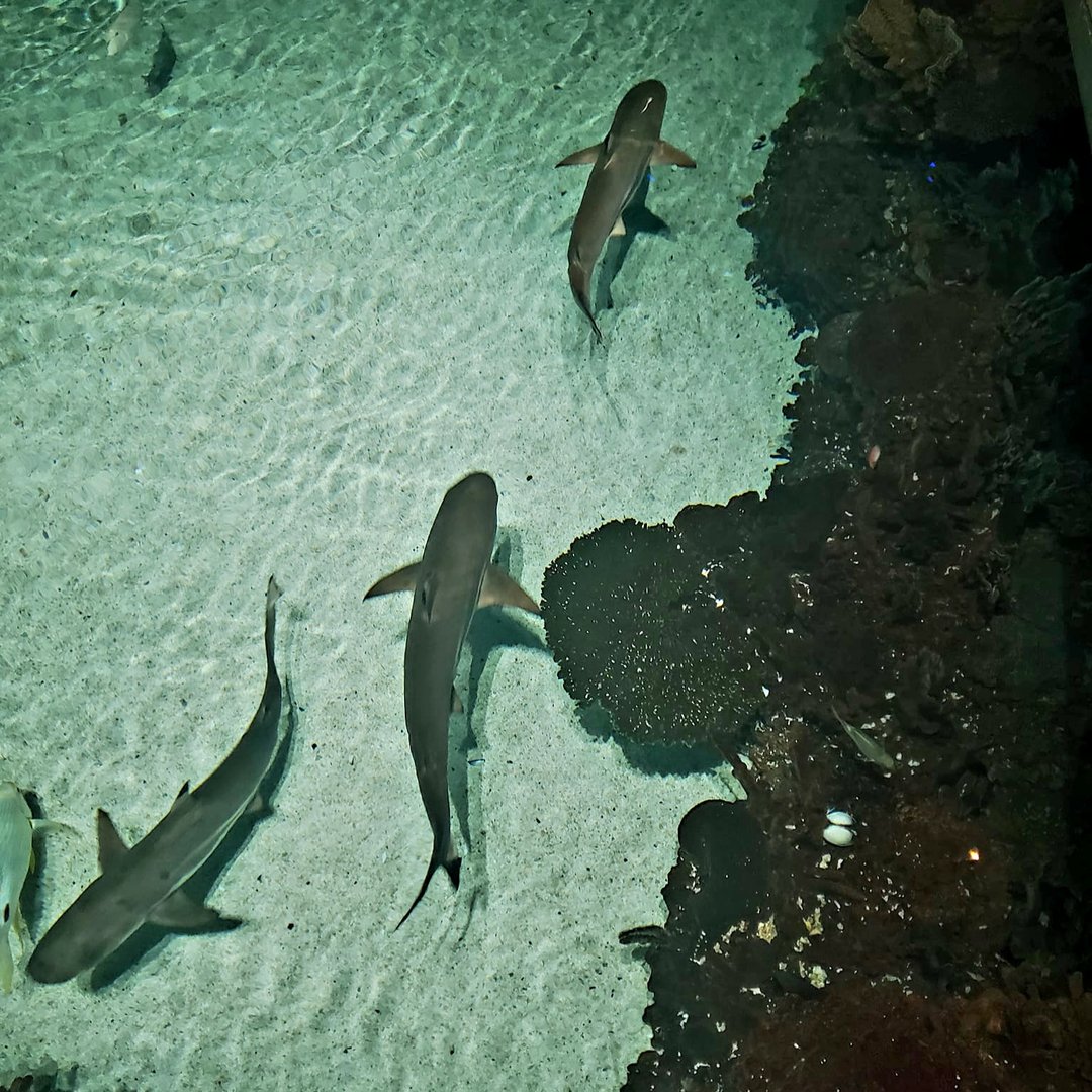 Blacktip Reef Sharks (Carcharhinus melanopterus)