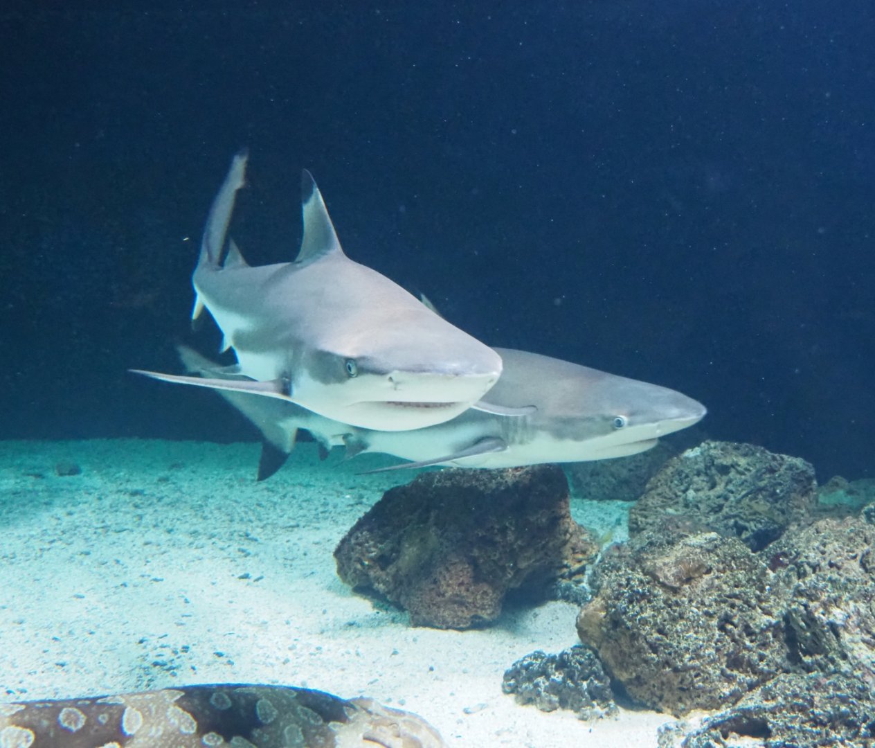 Blacktip reef sharks (Carcharinus melanopterus), Feb 27th, 2019