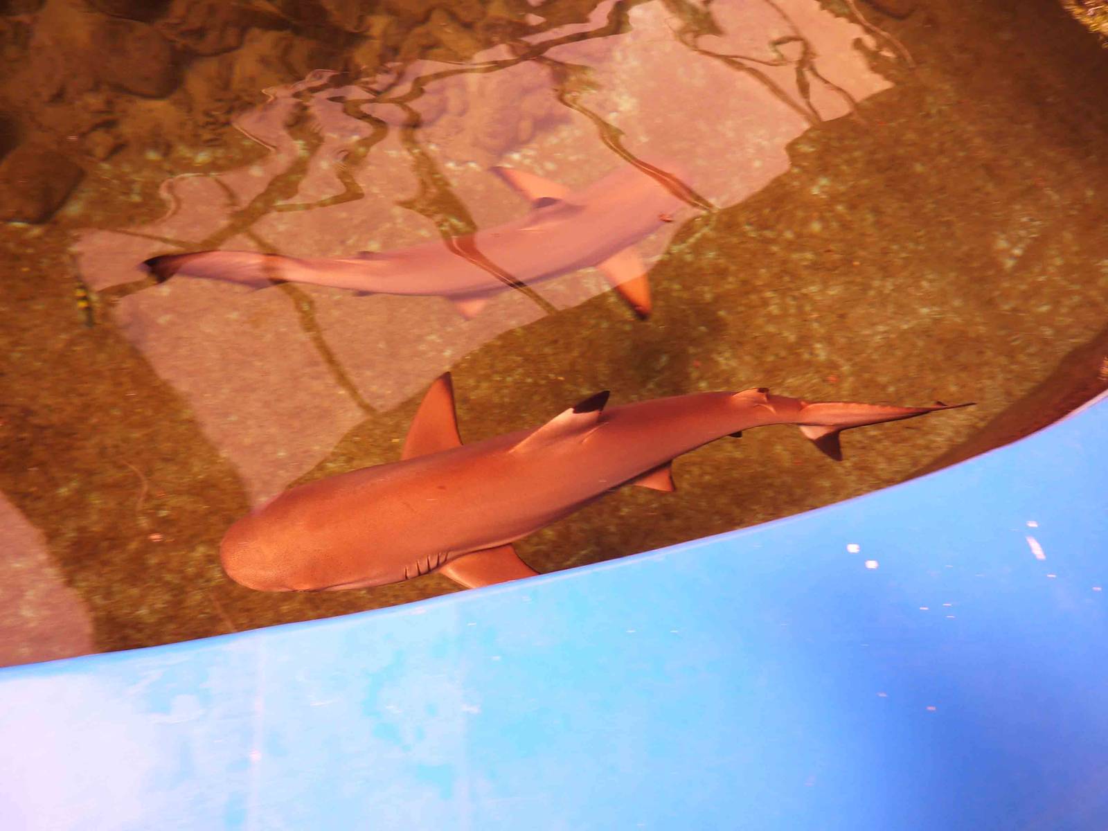 Blacktip reef sharks, May 2013.
