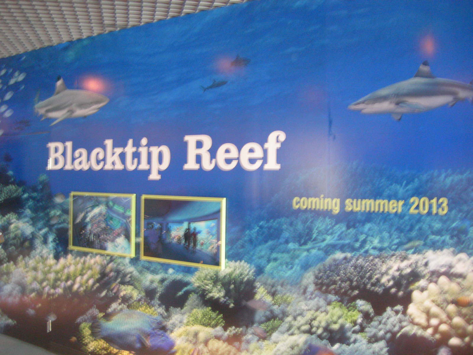 Blacktip Reef Sign