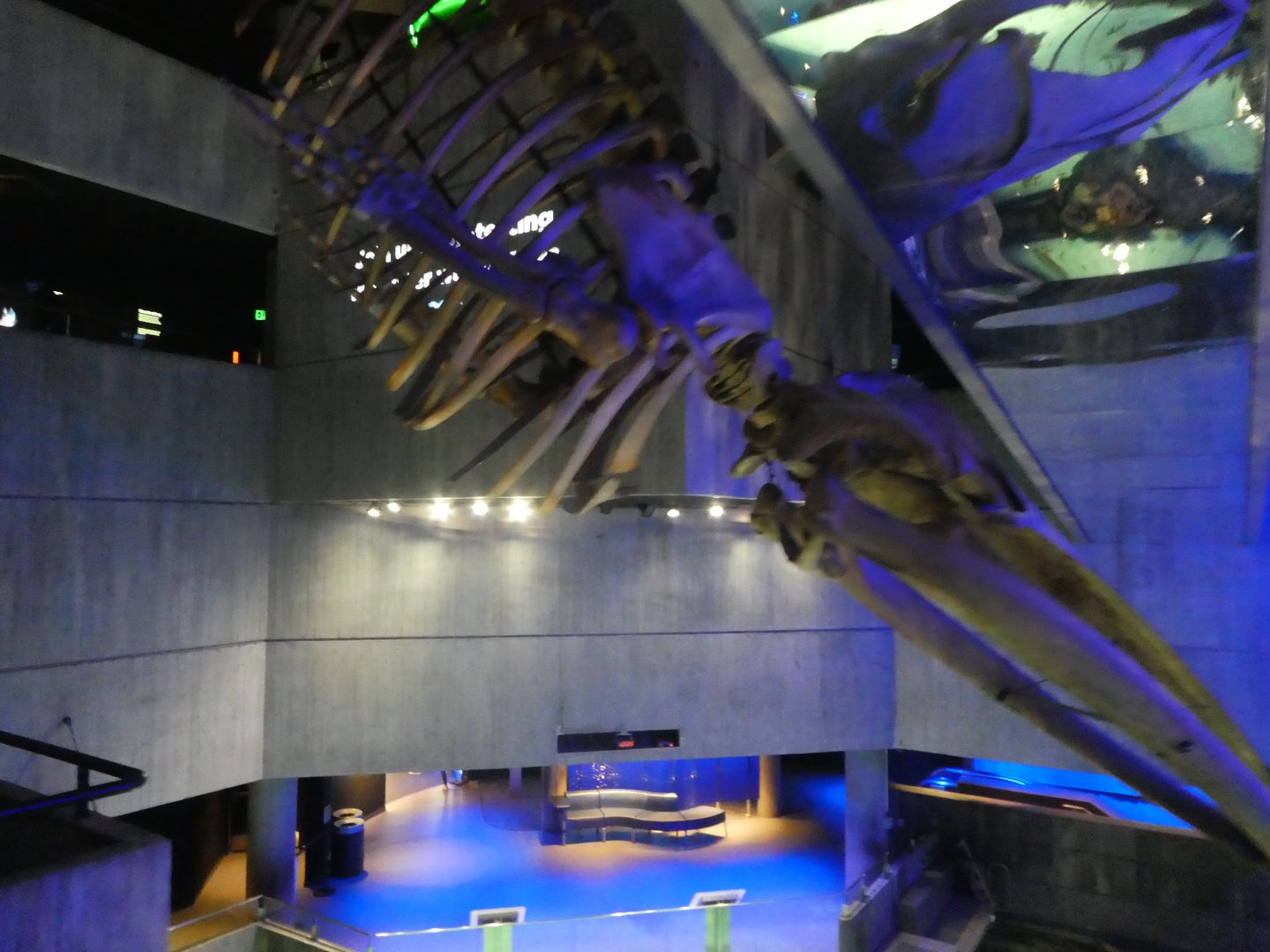 Blacktip Reef; Skeleton