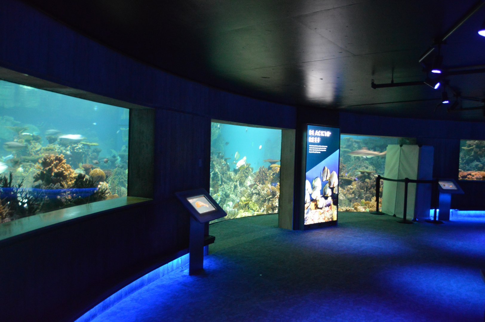 Blacktip Reef - Underwater Viewing