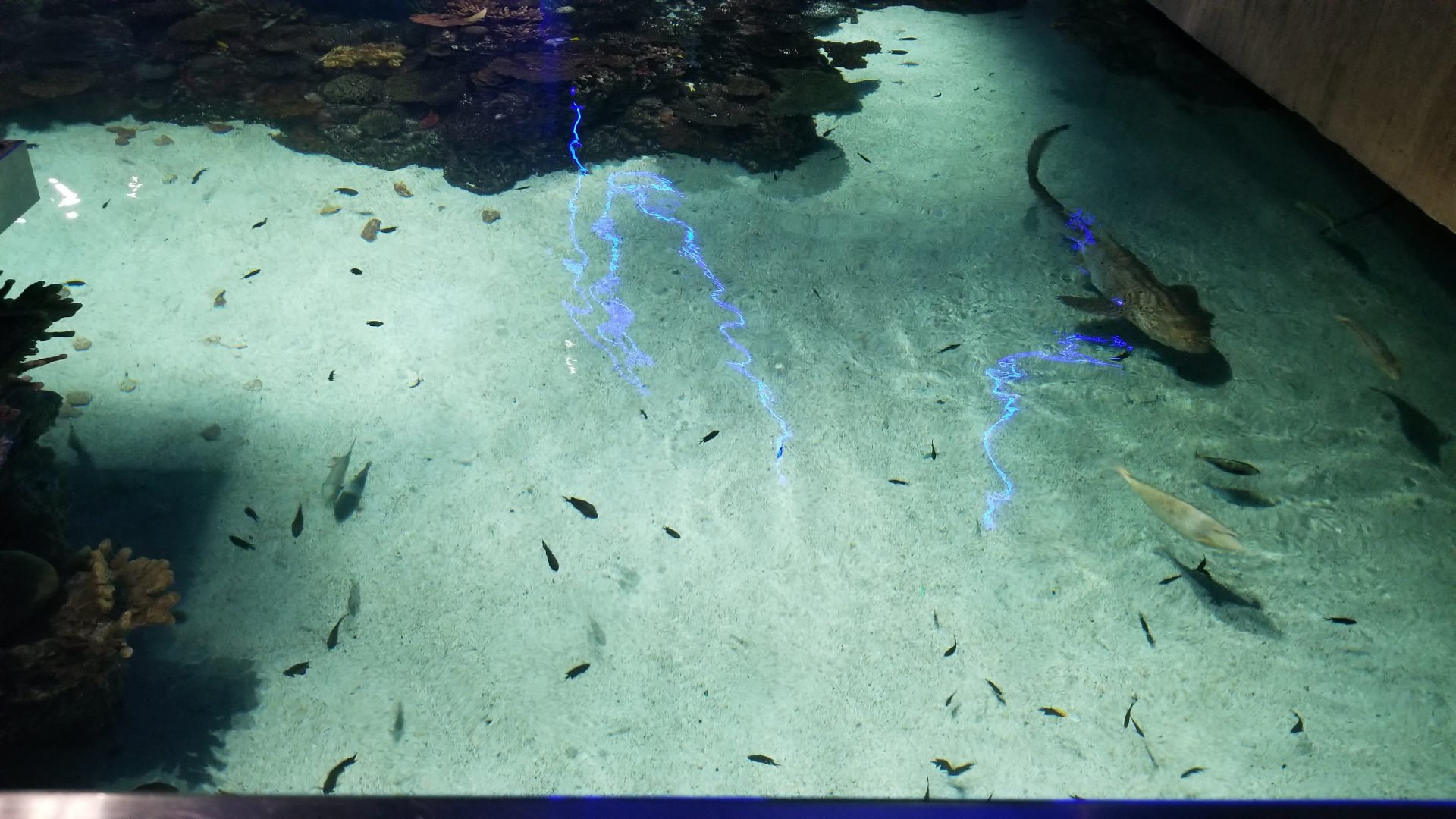 Blacktip Reef - Zebra Shark and fishes