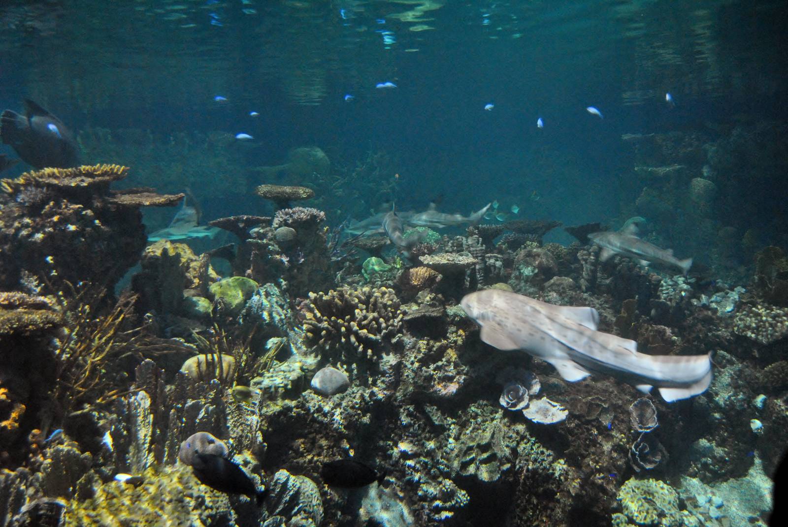 Blacktip Reef