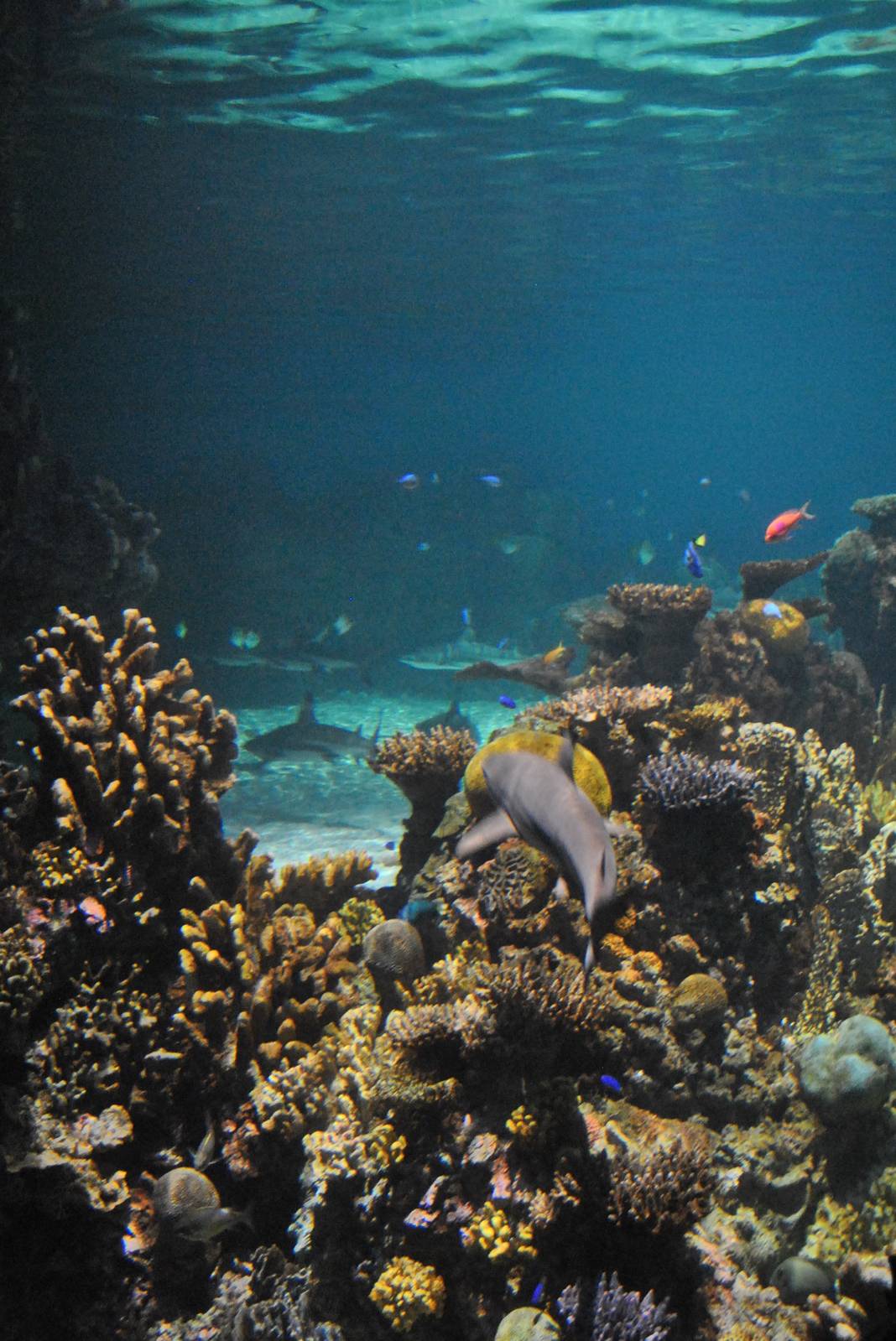 Blacktip Reef