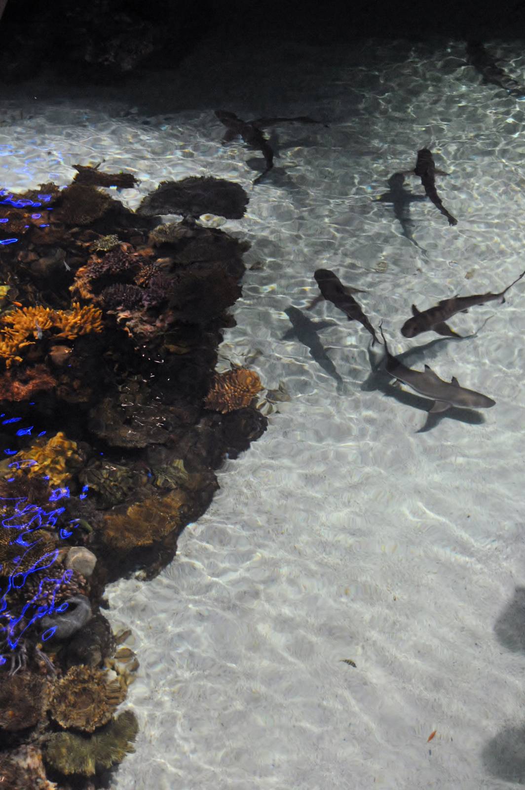 Blacktip Reef