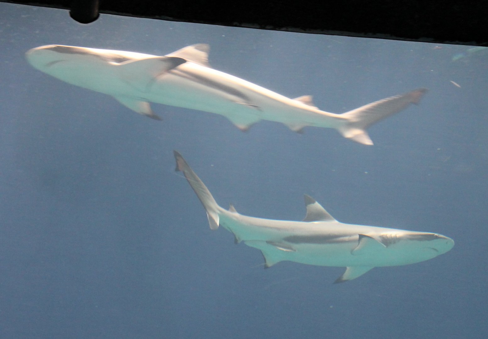 Blacktip reefsharks