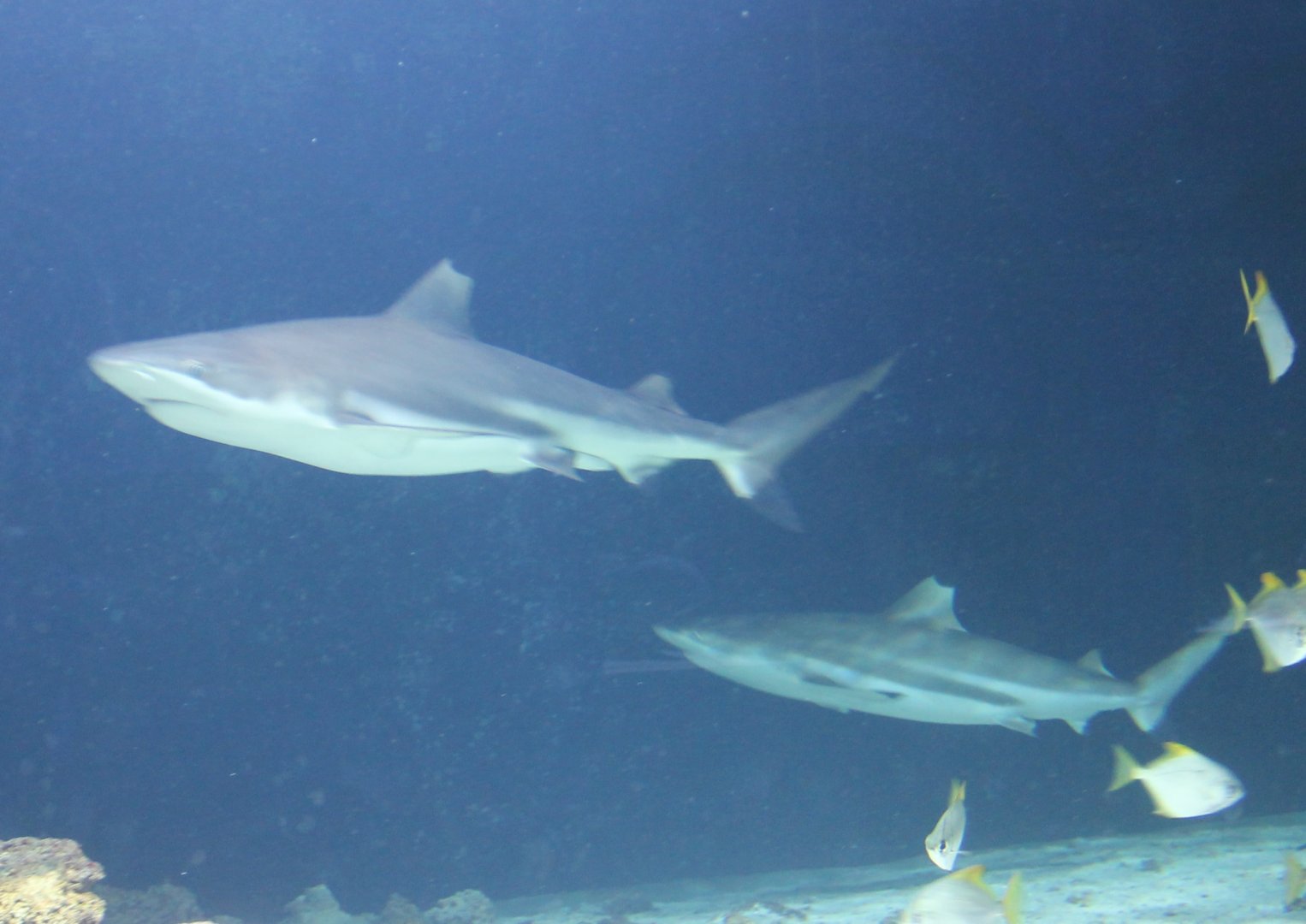 Blacktip Reefsharks