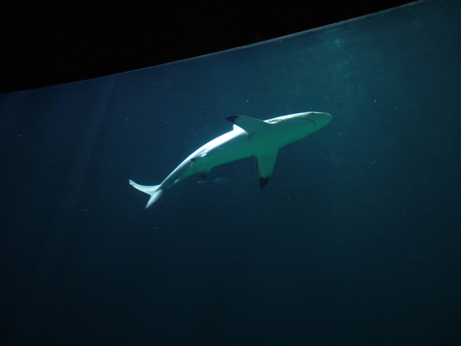 Blacktip Shark at Burgers Zoo Arnhem, 29/08/10