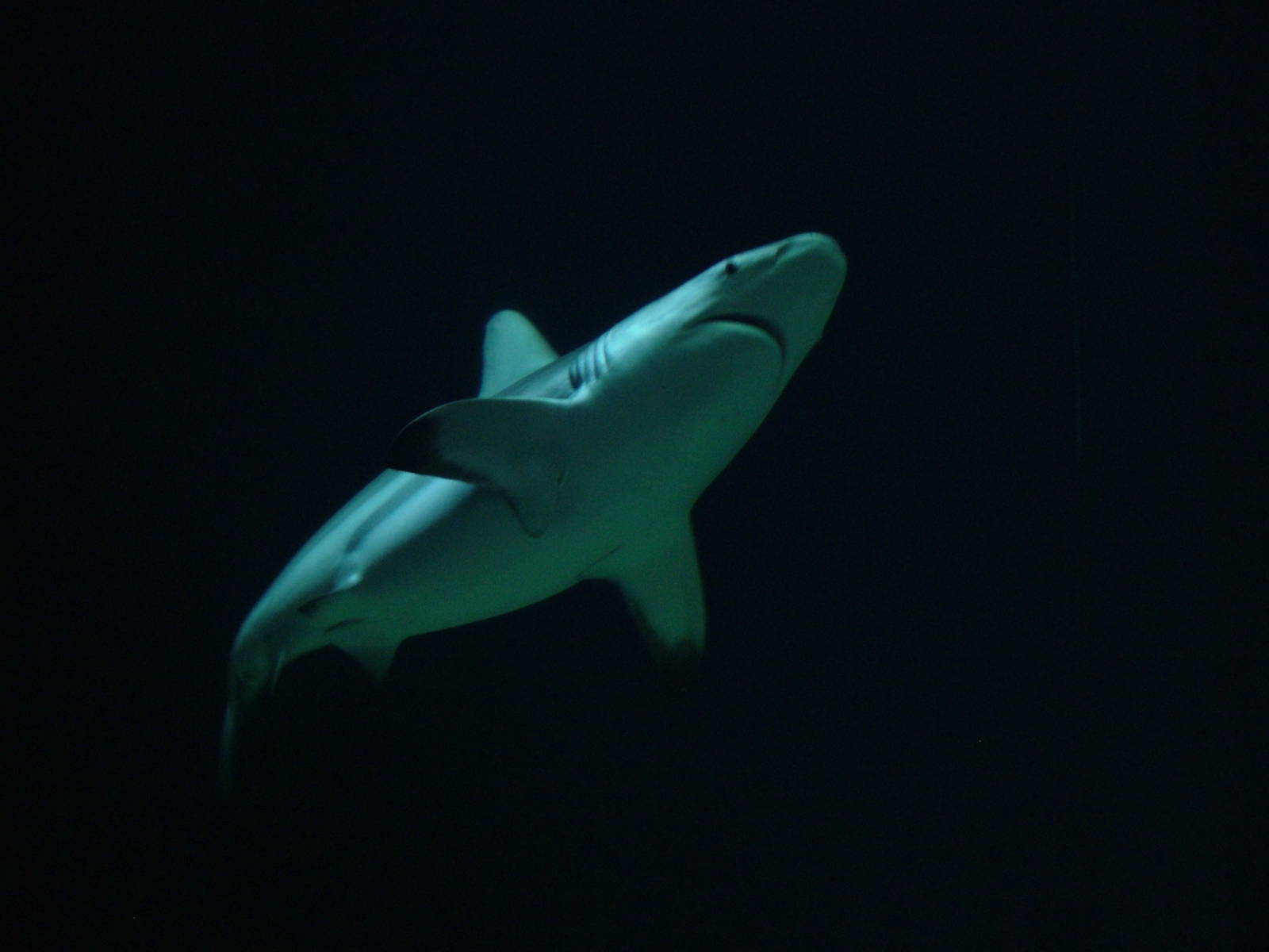 Blacktip Shark at Burgers Zoo Arnhem, 29/08/10