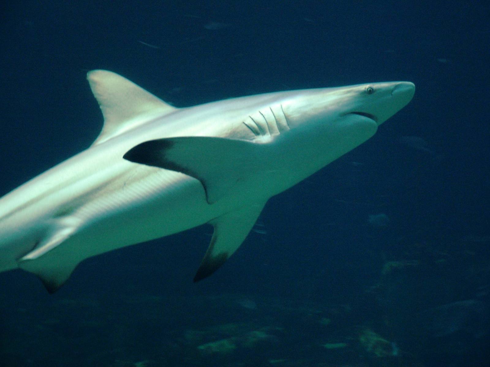 Blacktip Shark at Burgers Zoo Arnhem, 30/05/12
