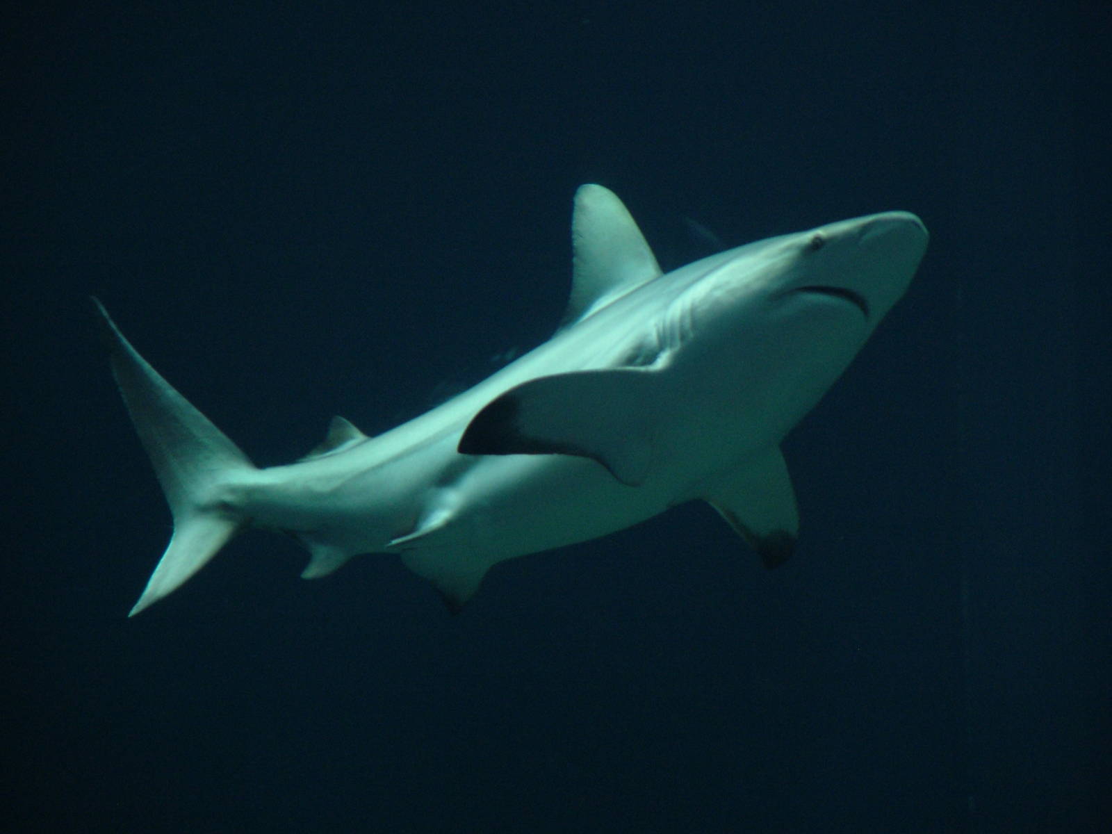 Blacktip Shark at Burgers Zoo Arnhem, 30/05/12