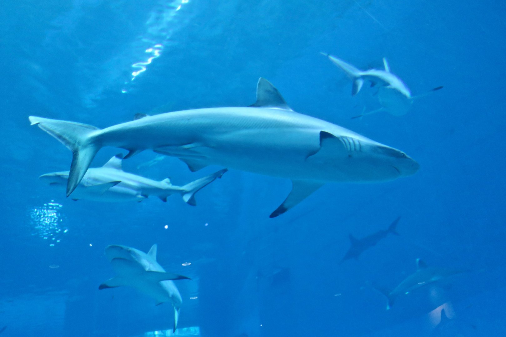 Blacktip Shark? (Carcharhinus cf. limbatus)