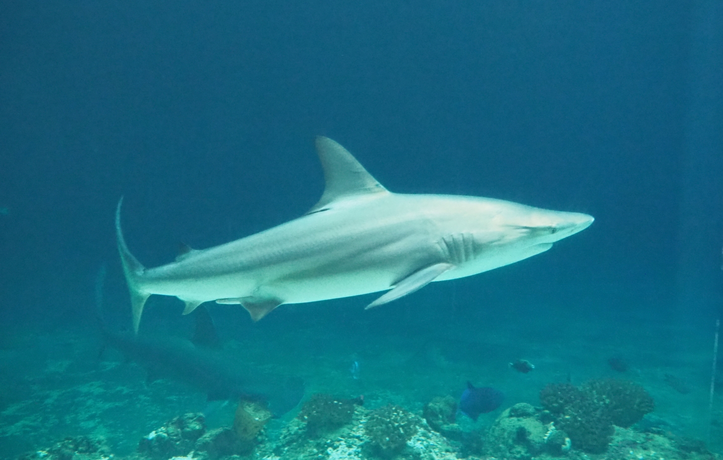 Blacktip shark (Carcharhinus limbatus), Sep 16th, 2018
