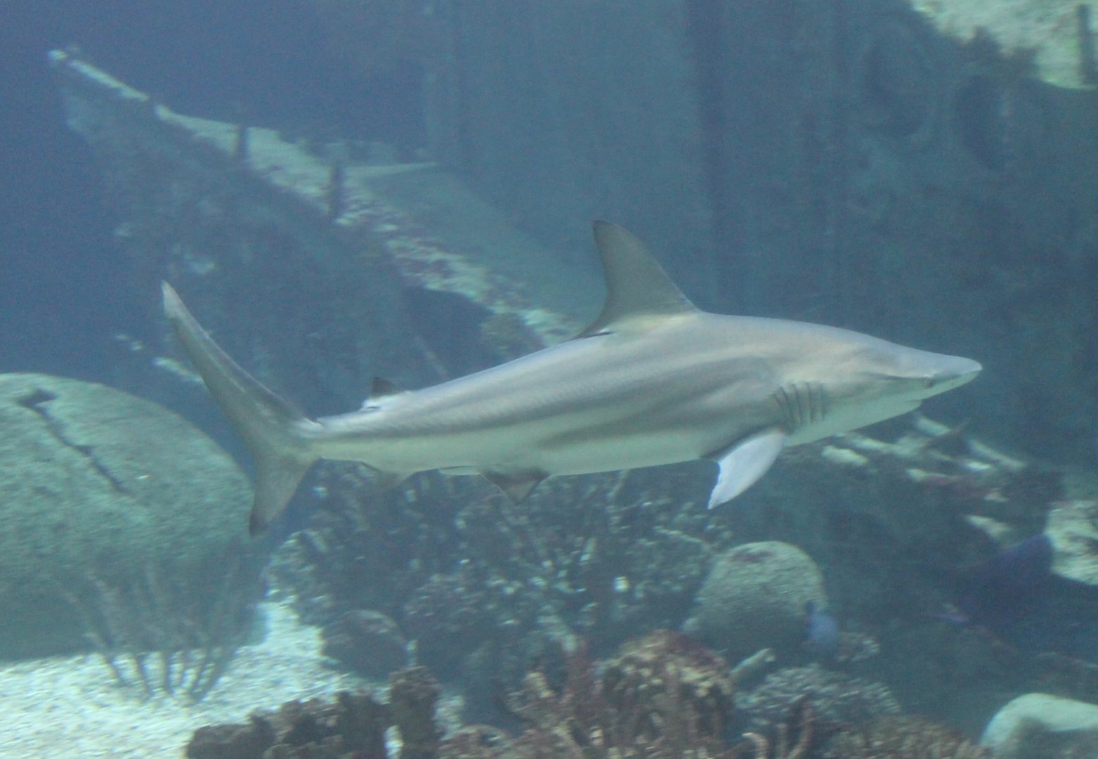 Blacktip shark (Carcharhinus limbatus)