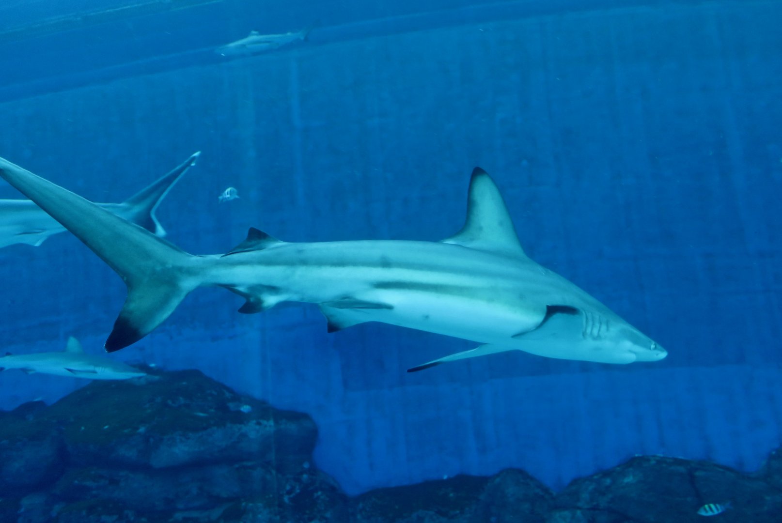Blacktip Shark (Carcharhinus limbatus)