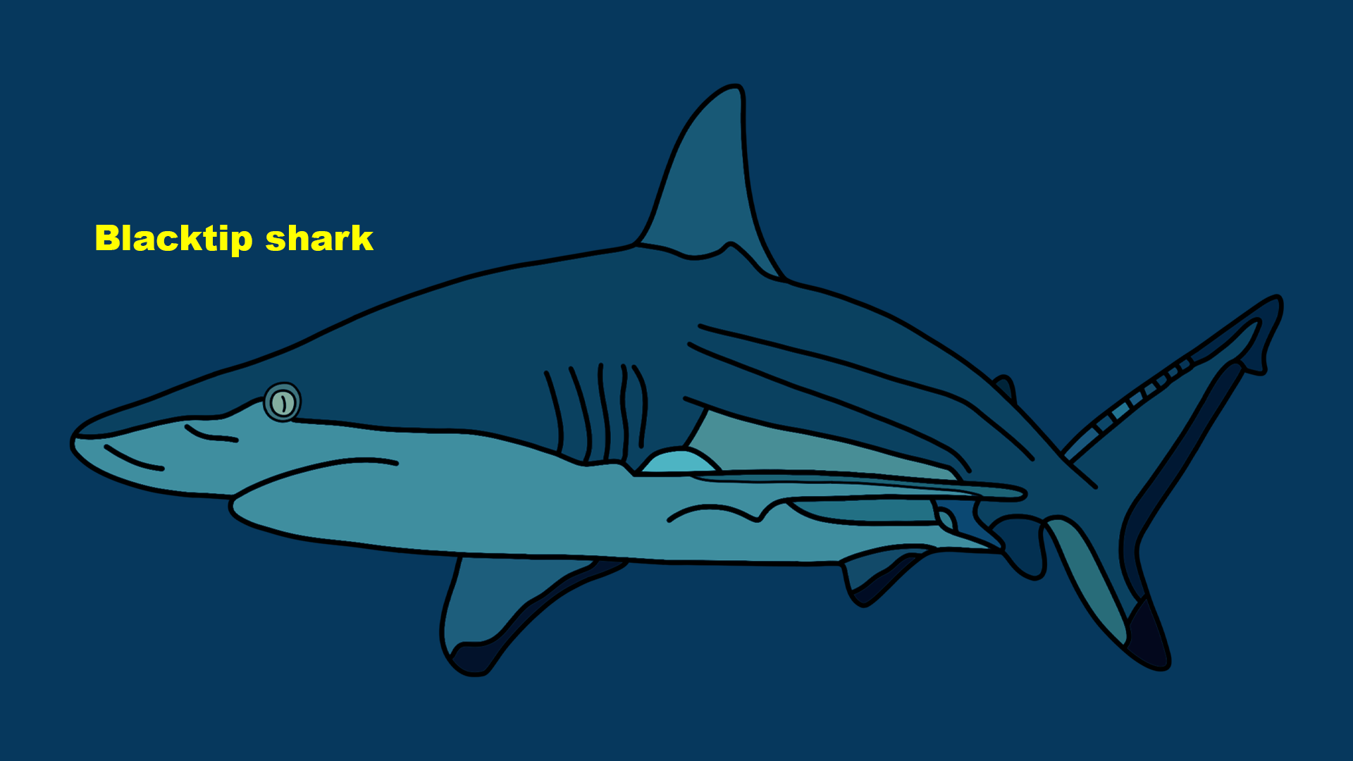 Blacktip shark (Carcharhinus limbatus)