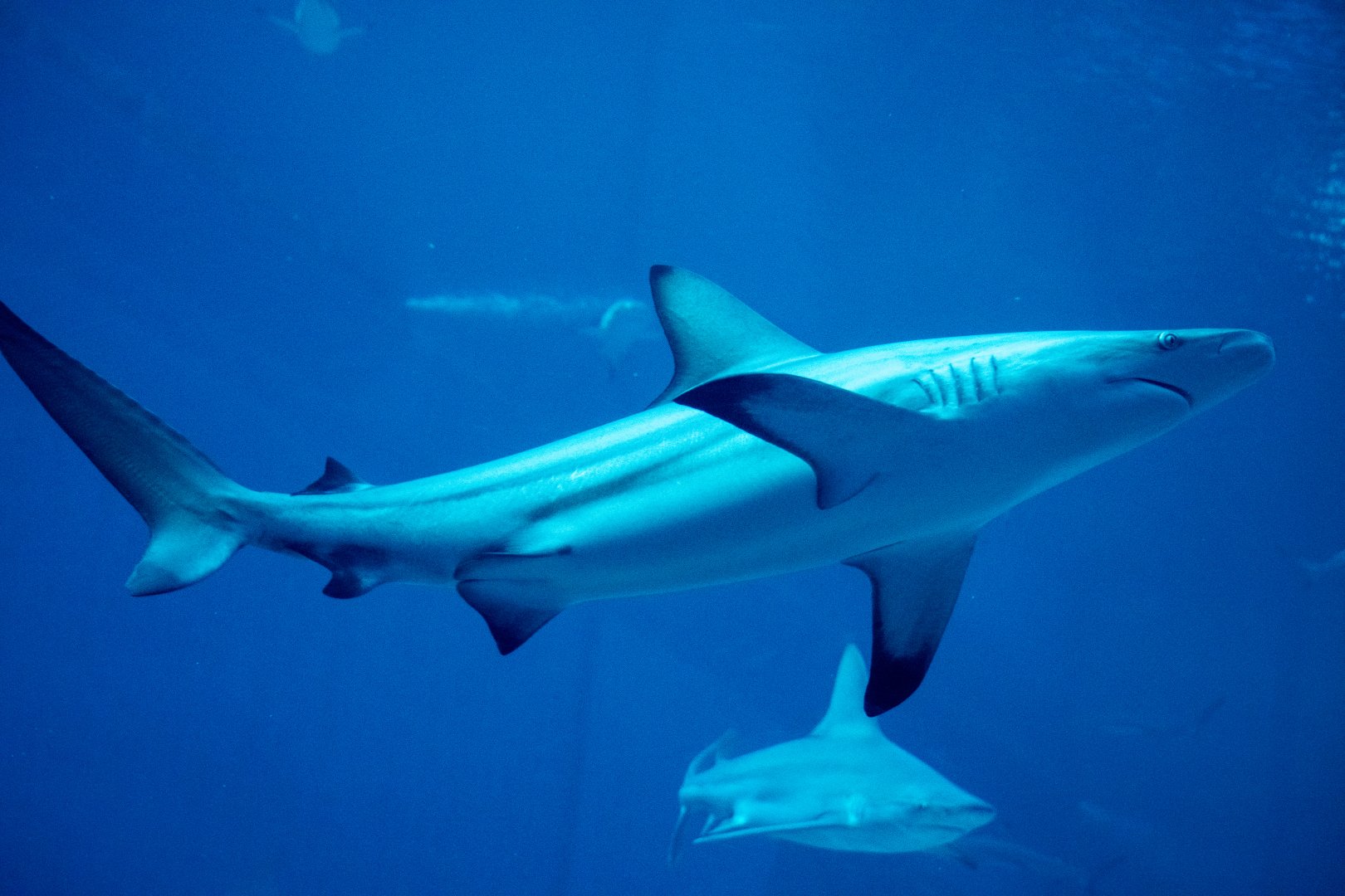 Blacktip Shark (Carcharhinus limbatus)