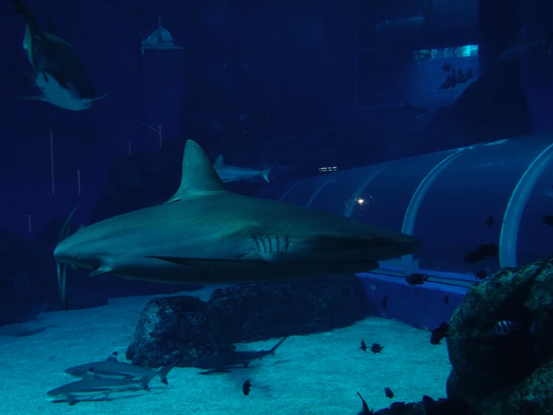 Blacktip shark (?) (Carcharhinus limbatus)