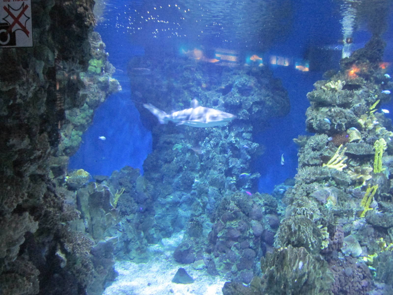 blacktip shark in oceanic tank barcelona aquarium