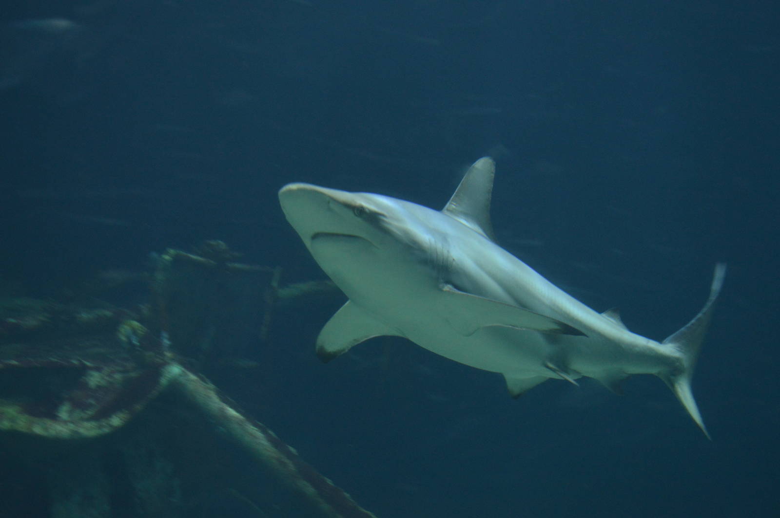 blacktip shark male