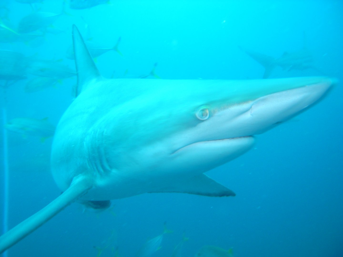 Blacktip shark (September 2012)