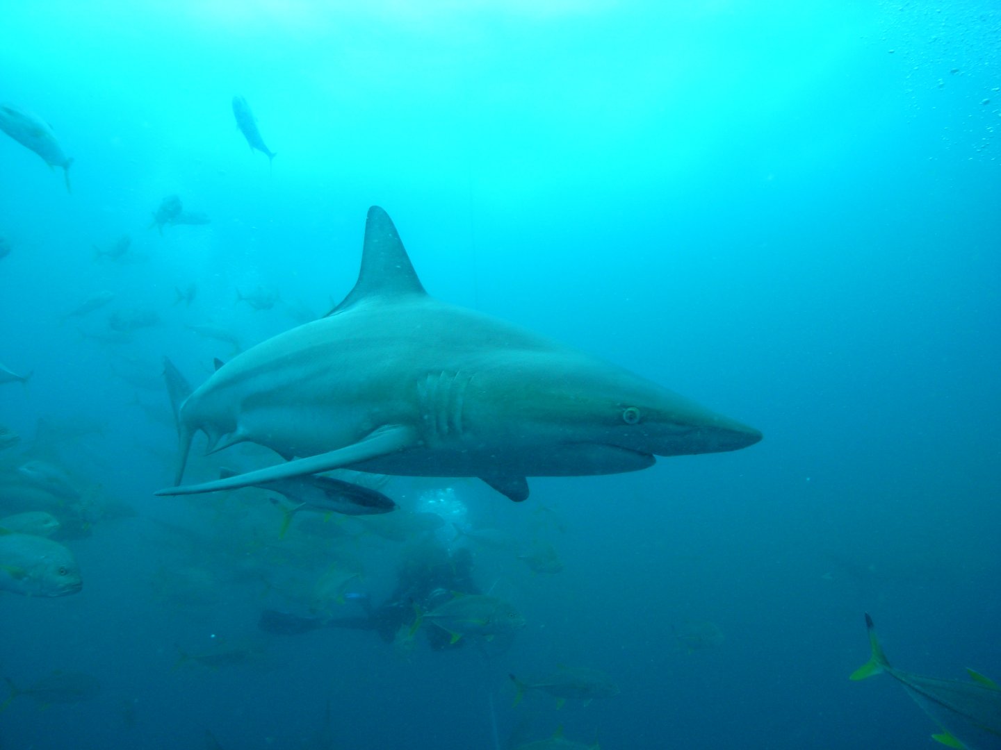 Blacktip shark (September 2012)