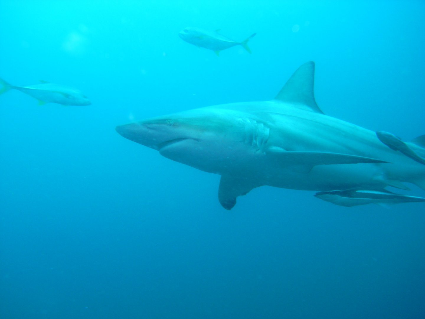 Blacktip shark (September 2012)