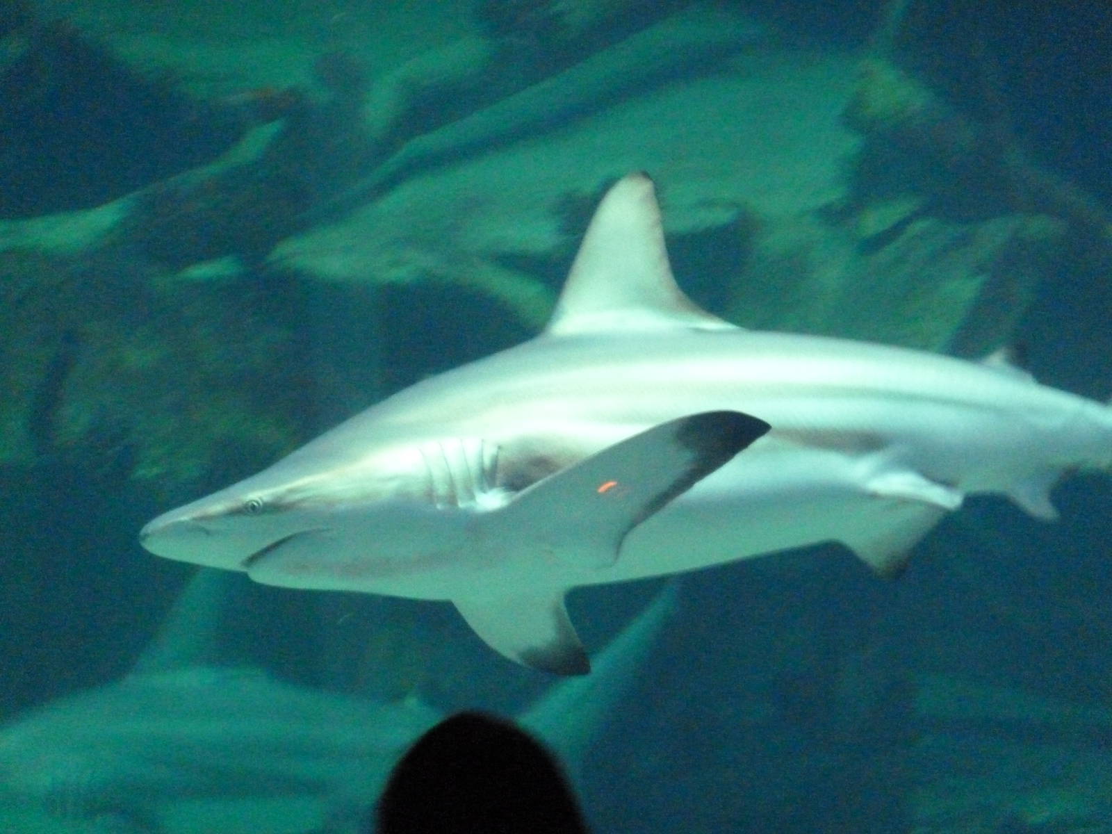 Blacktip shark
