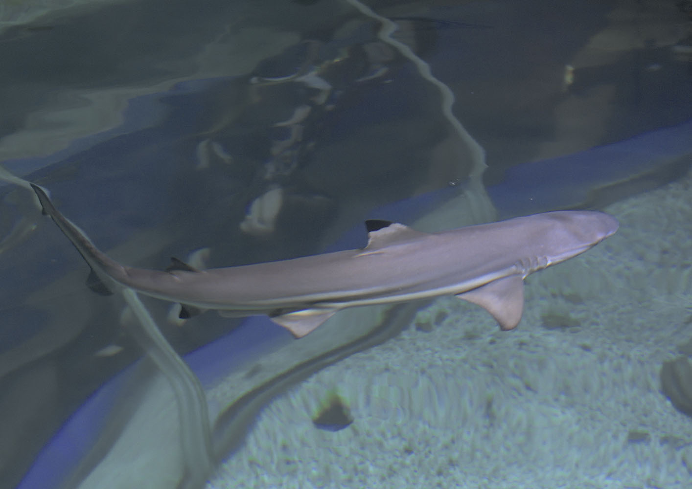 Blacktip shark
