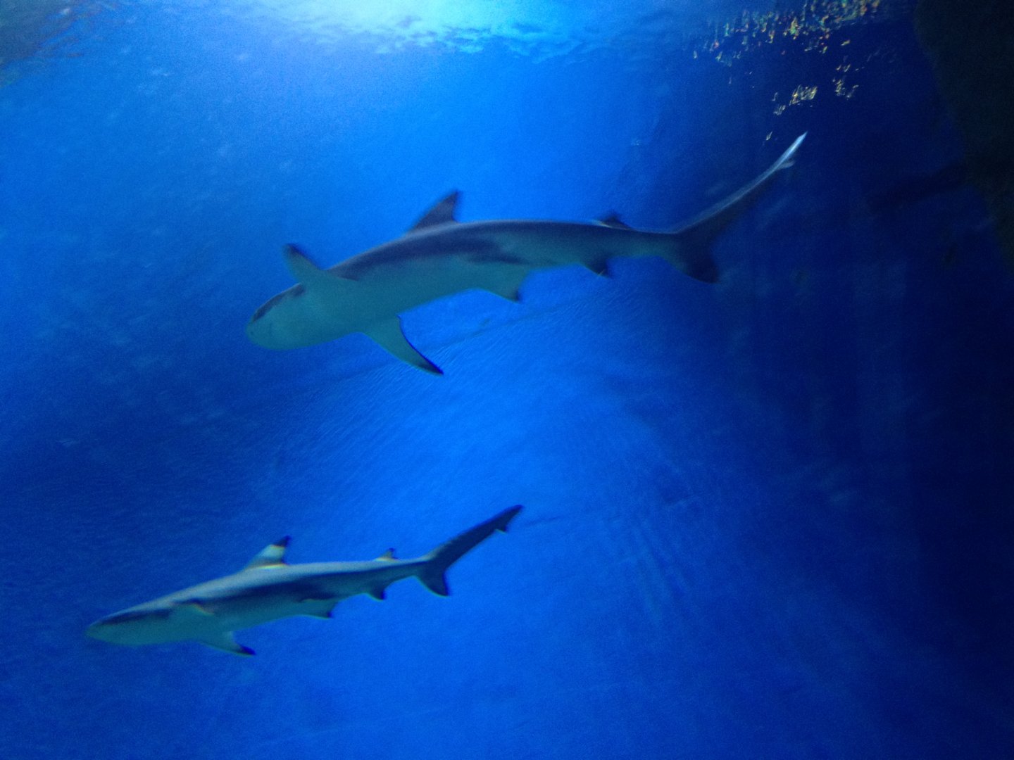 Blacktip sharks