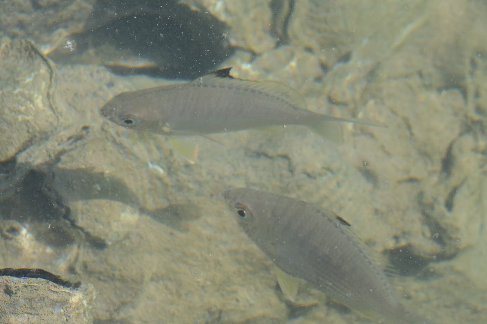 Blacktip Silverbiddy (Gerres oyena)
