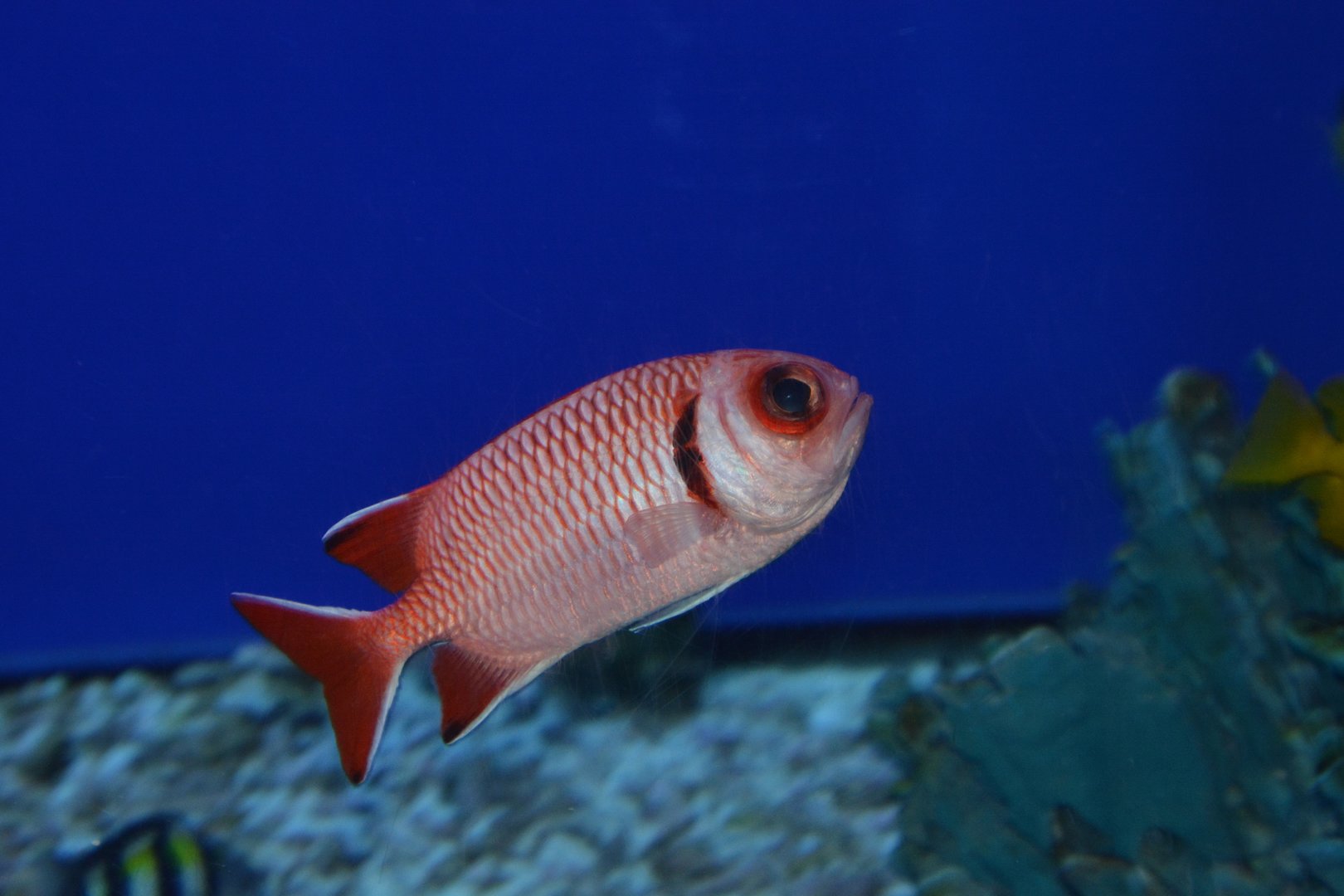 Blacktip soldierfish (Myripristis botche)