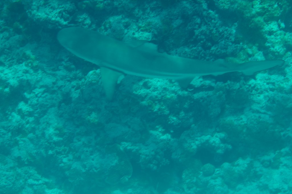 Blacktipped Reef Shark (Carcharhinus melanopterus)