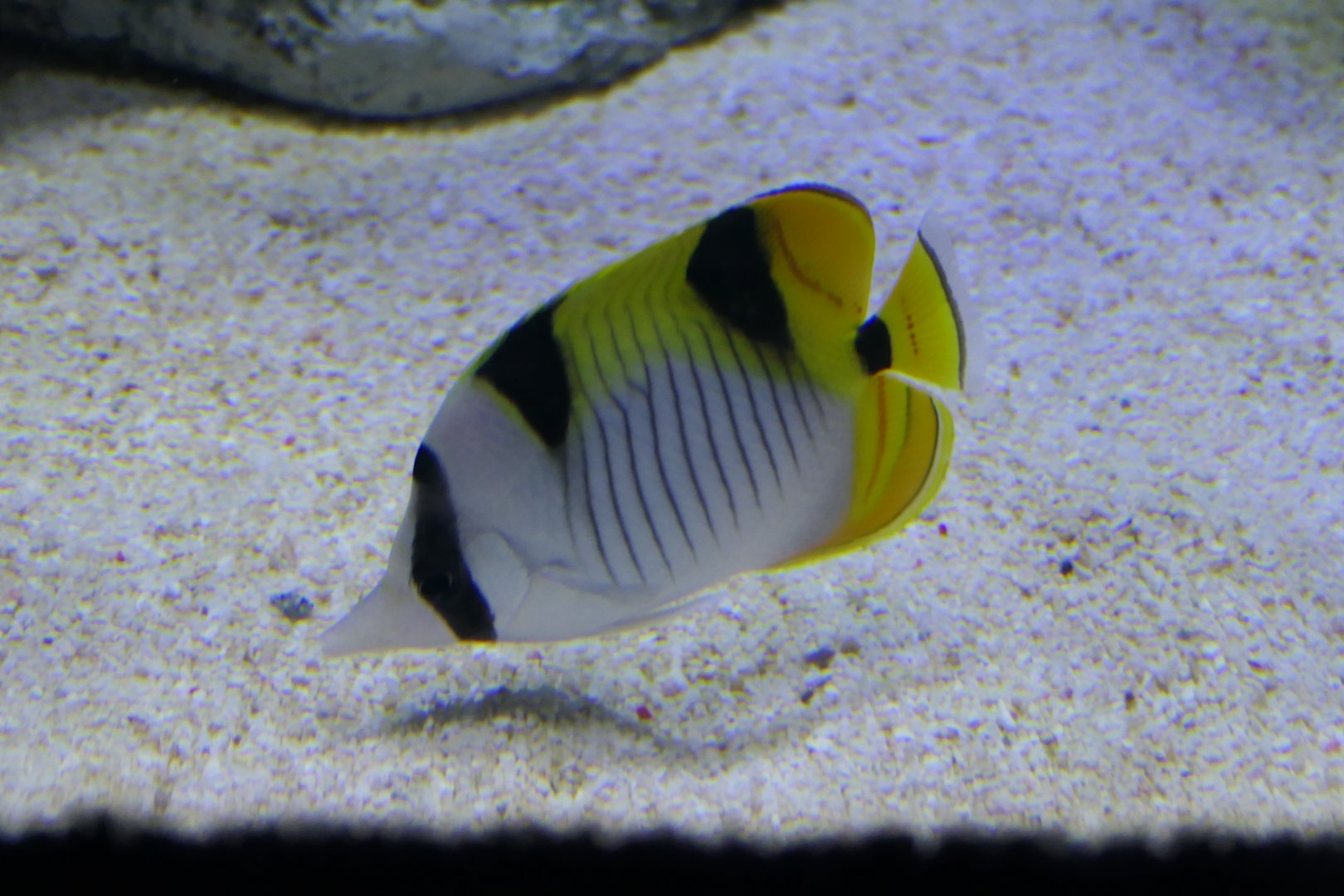 Blackwedged Butterflyfish (Chaetodon falcula)