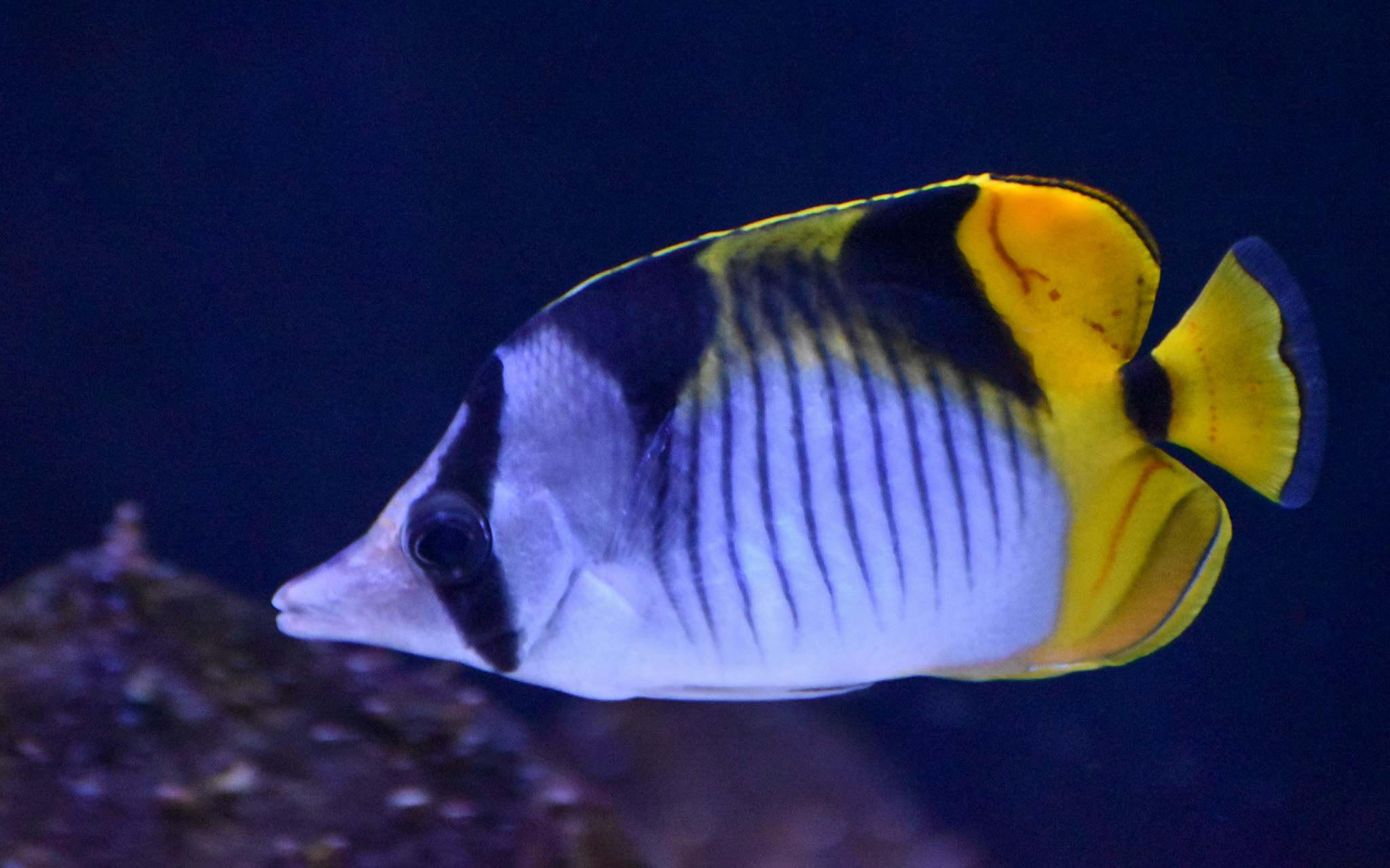 Blackwedged Butterflyfish