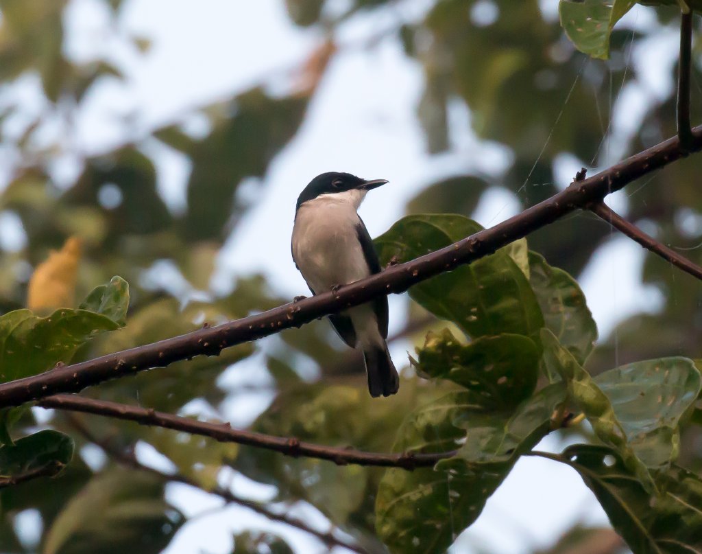 Blackwing Flycatcher-shrike