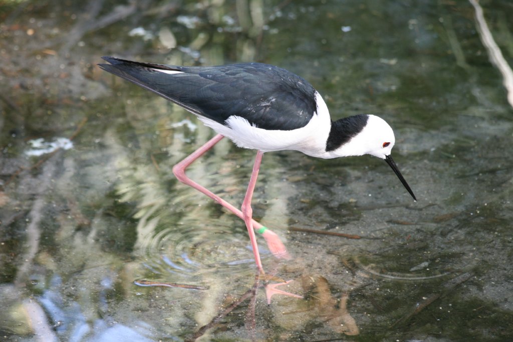 Blackwinged Stilt