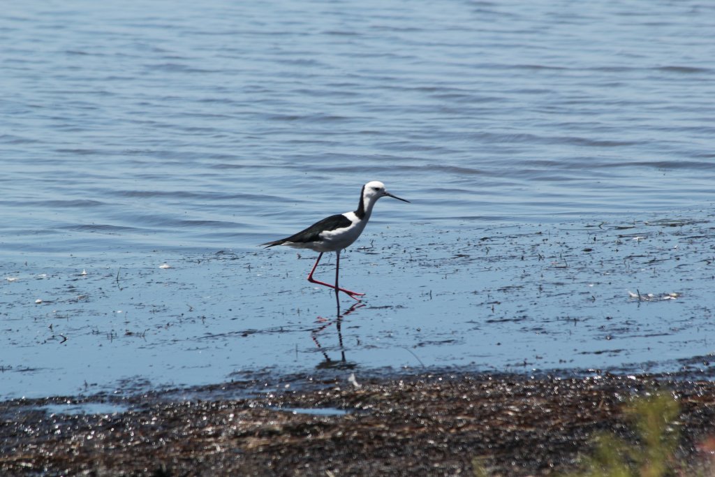 Blackwinged Stilt