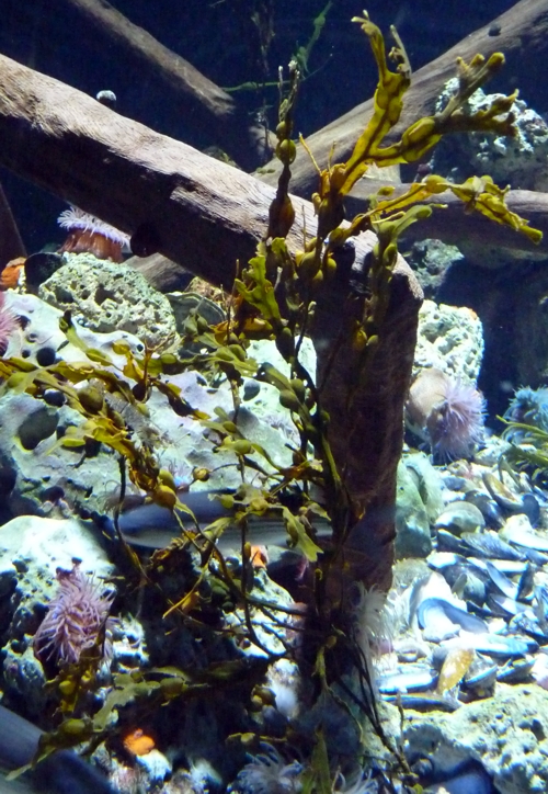 Bladder wrack (Fucus vesiculosus)