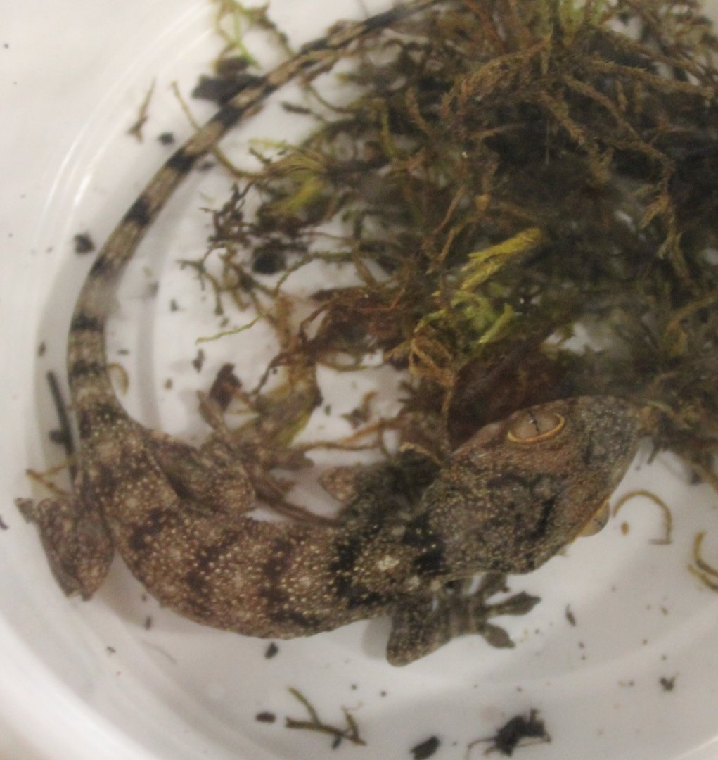 Blaesodacktylus boivini