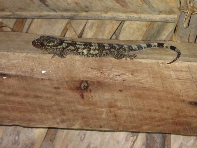 Blaesodactylus antongilensis