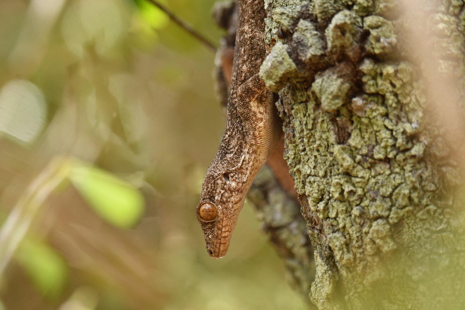 Blaesodactylus antongilensis