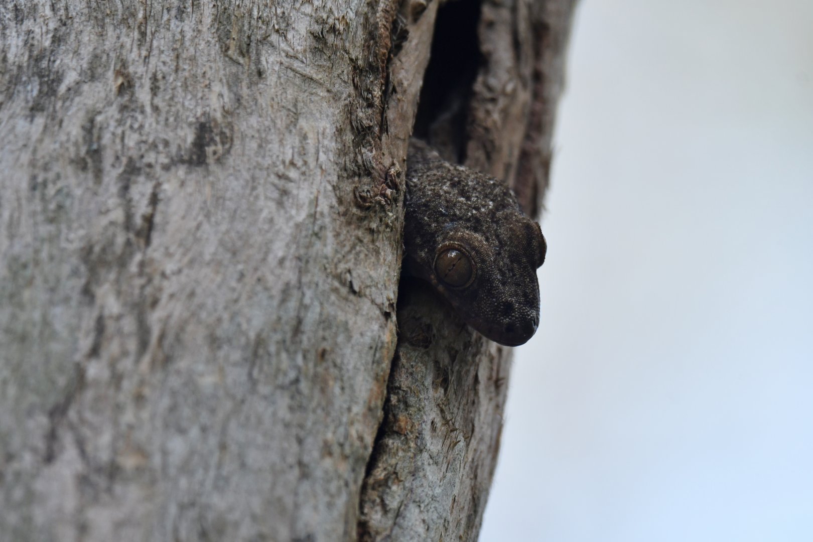 Blaesodactylus antongilensis