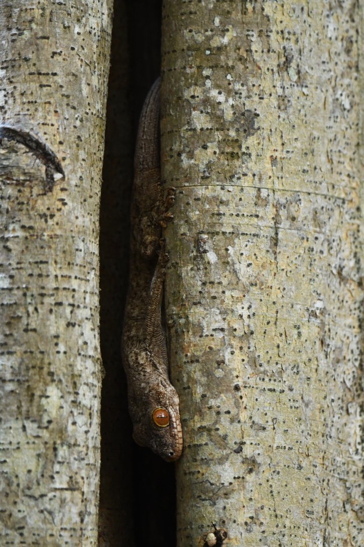 Blaesodactylus antongilensis