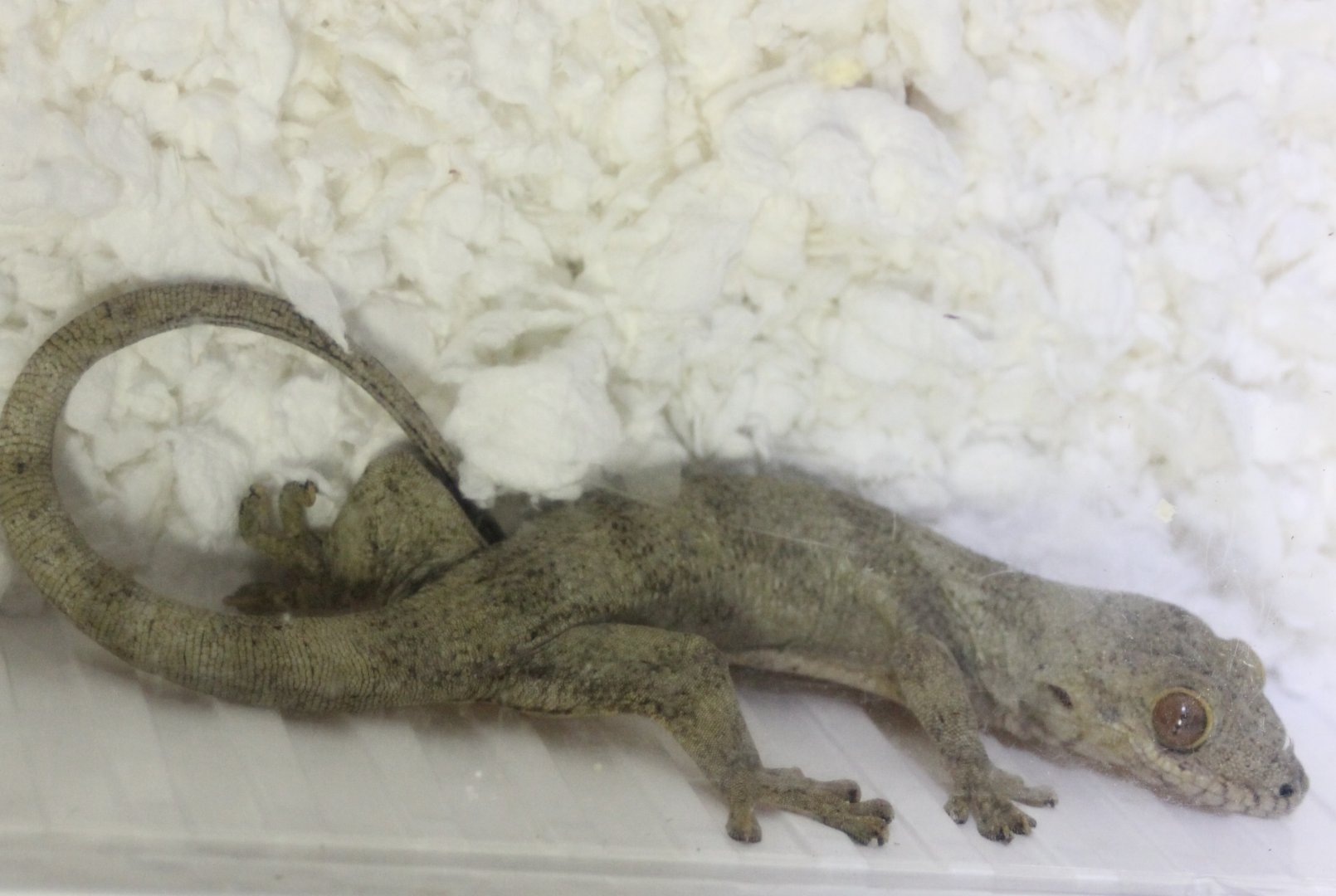 Blaesodactylus boivini