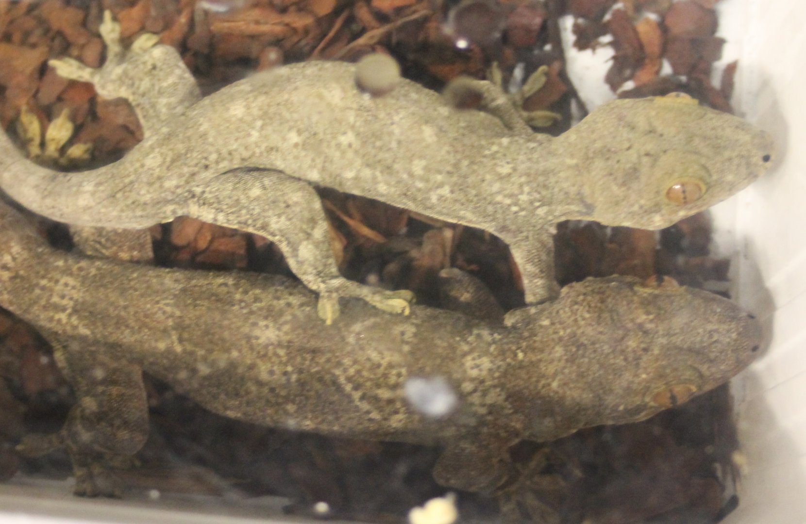 Blaesodactylus boivini