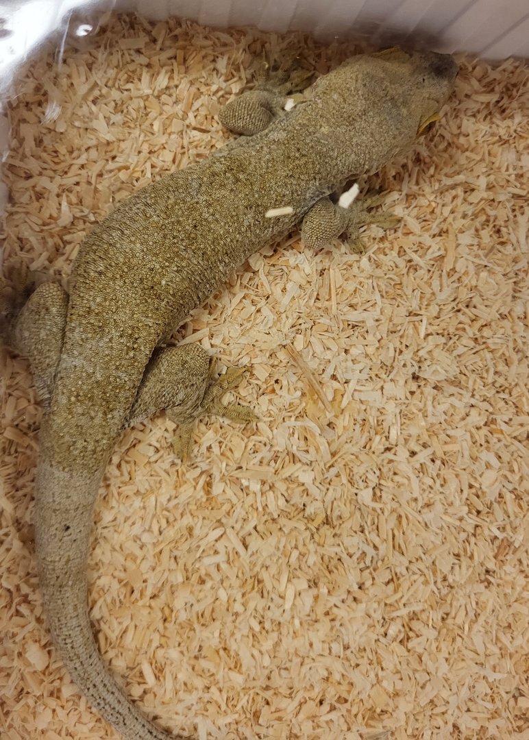 Blaesodactylus boivini