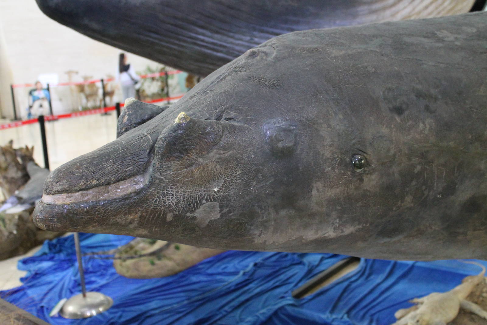 Blainville's Beaked Whale (Mesoplodon densirostris)