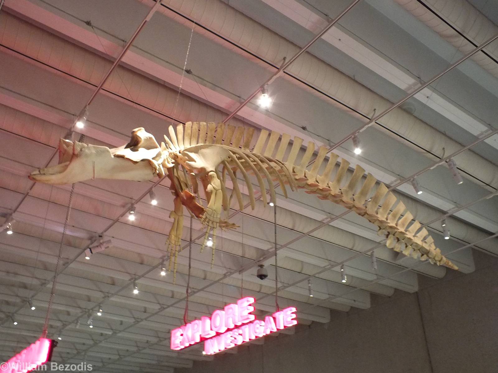 Blainville's Beaked Whale - Queensland Museum